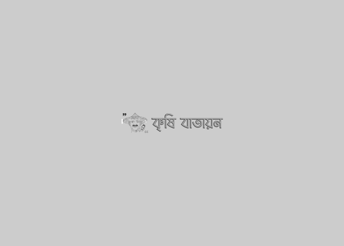 দিনাজপুরে গম চাষে সাফল্য