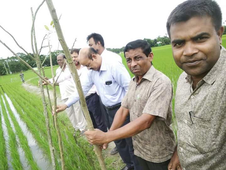 এলএলপি এবং পার্চিং