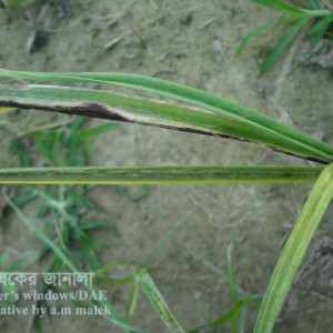 রসুনের ডাউনি মিলডিউ রোগ