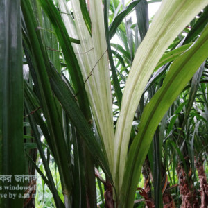 আখের সাদা পাতা রোগ