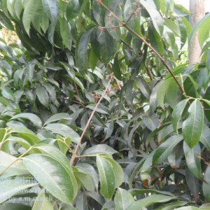 লিচুর ফল শুকিয়ে যাওয়া সমস্যা