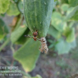 শসার ফলের মাছি পোকা