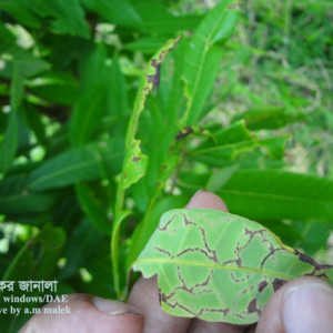 আশফলের পাতা সুড়ঙ্গকারী পোকা