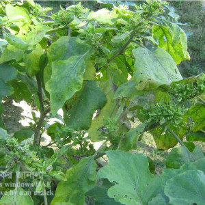 বেগুনের ক্ষুদে পাতা রোগ