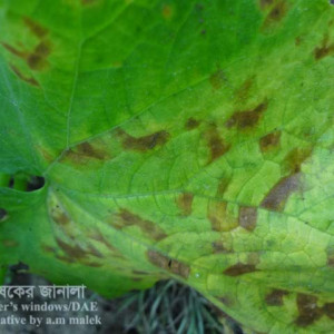 খিরার কোণাচে দাগ রোগ