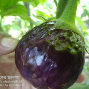 বেগুনের ফল বিকৃতি সমস্যা
