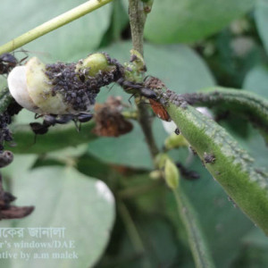 শিমের জাবপোকা বা এফিড