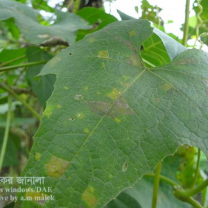 ধুন্দলের ডাউনি মিলডিউ রোগ