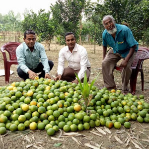 Harvested BARI Malta 1